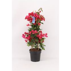 Bougainvillea rot Pyr. P17 T17 H065