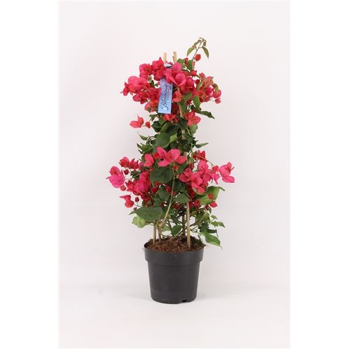 Bougainvillea rot Pyr. P17 T17 H065