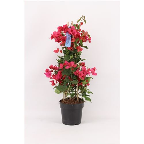 Bougainvillea rot Pyr. P17 T17 H065