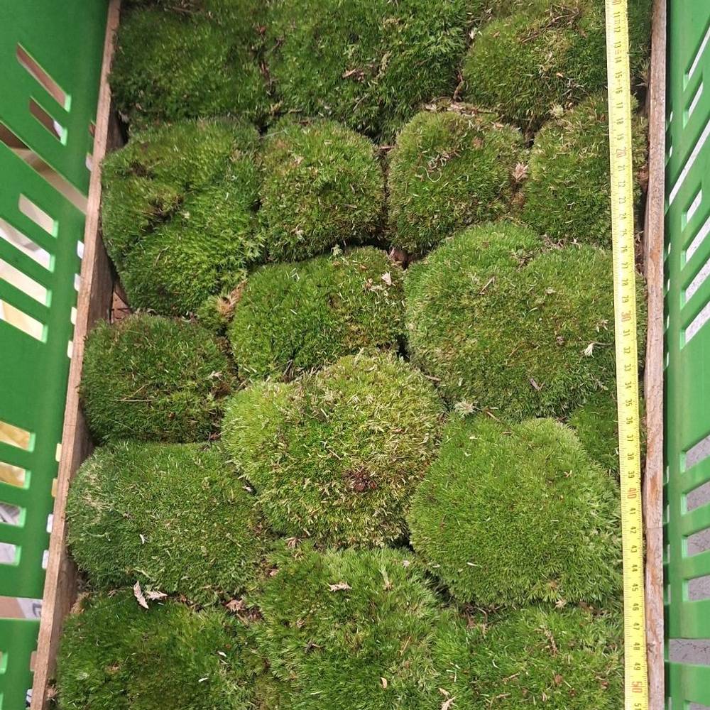 Bolmoos dunkel grün 1Lage ca 0.2m2
