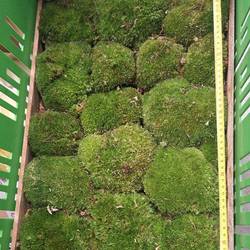 Bolmoos dunkel grün 1Lage ca 0.2m2