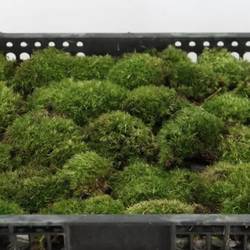 Bolmoos grün kiste 1 Lage