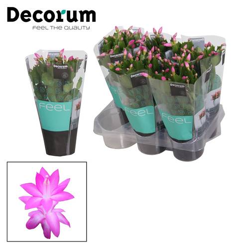 Schlumbergera lila T09 H018