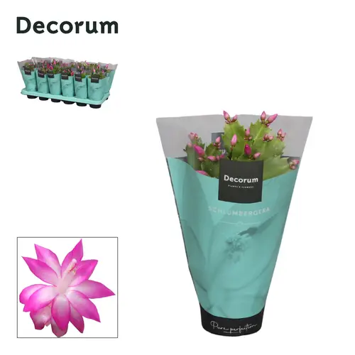 Schlumbergera lila T09 H018