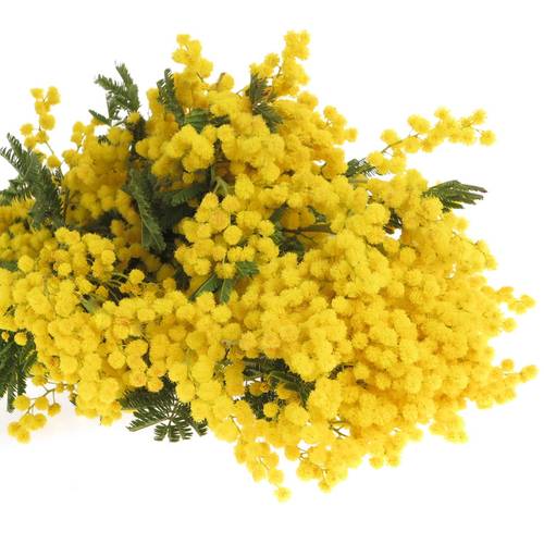 Mimosa gelb pro Stiel 60cm