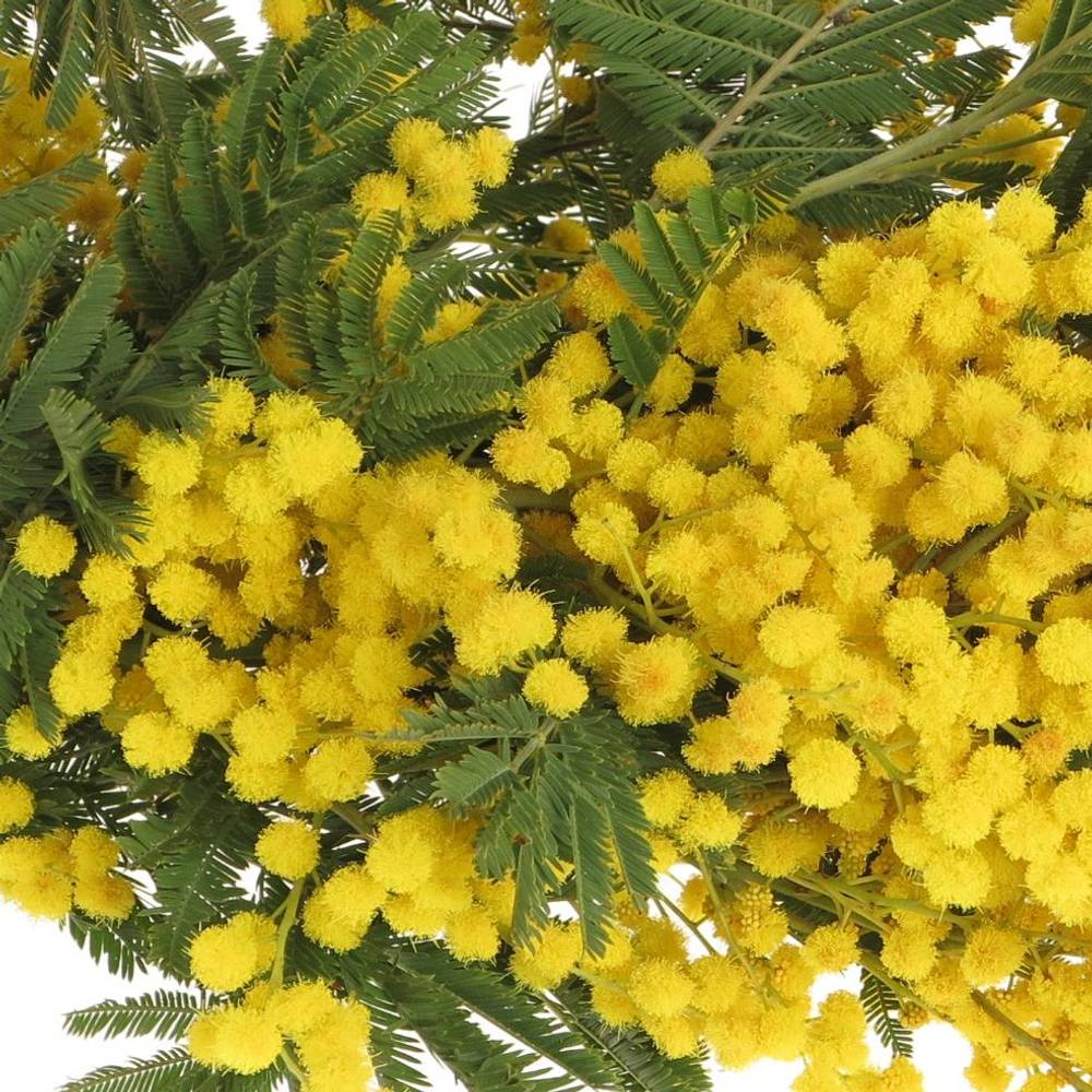 Mimosa gelb pro Stiel 60cm