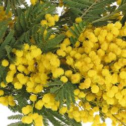 Mimosa gelb pro Stiel 60cm
