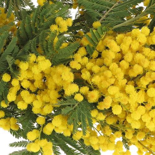 Mimosa gelb pro Stiel 60cm