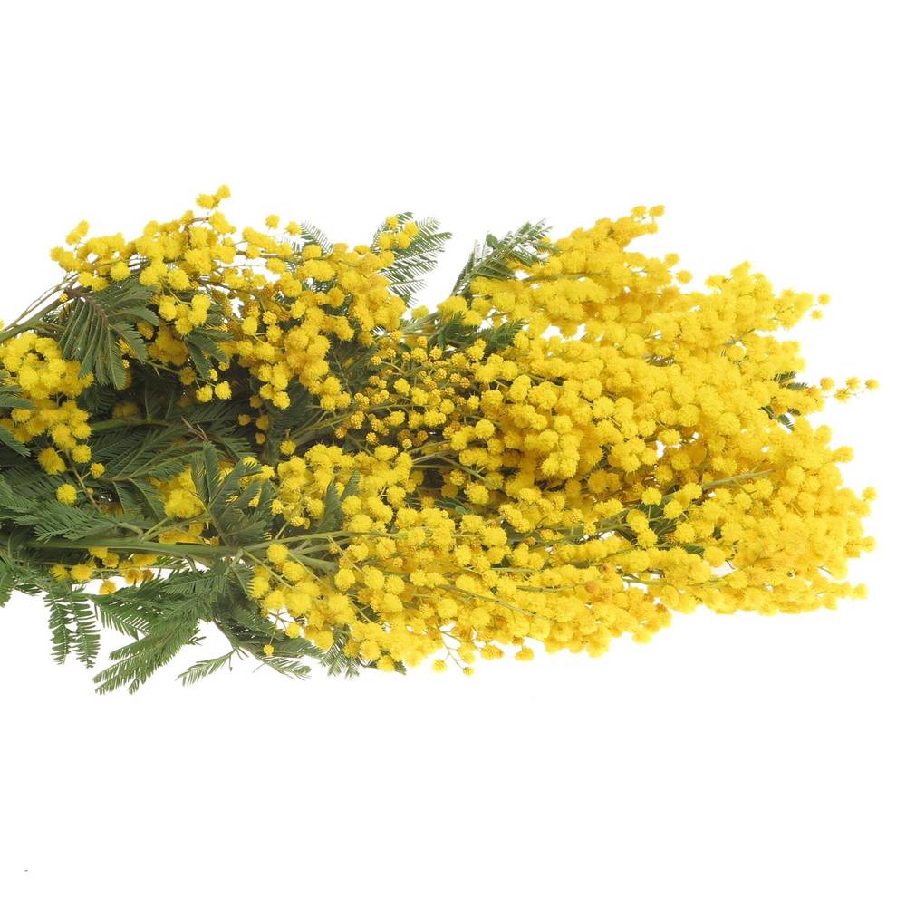 Mimosa gelb pro Stiel 60cm