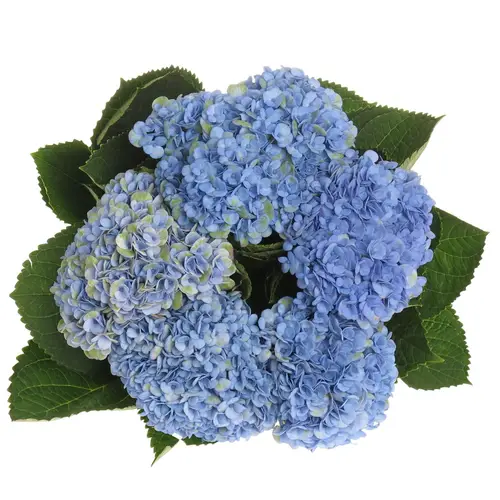 Hortensie blau Mag Revolution Bol 13cm 55cm