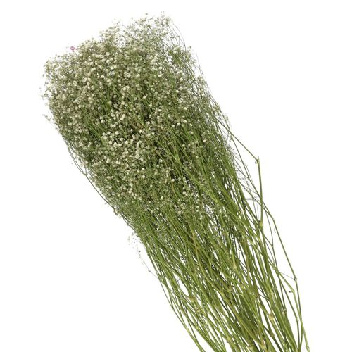 Trocken Gyps Natur L70cm