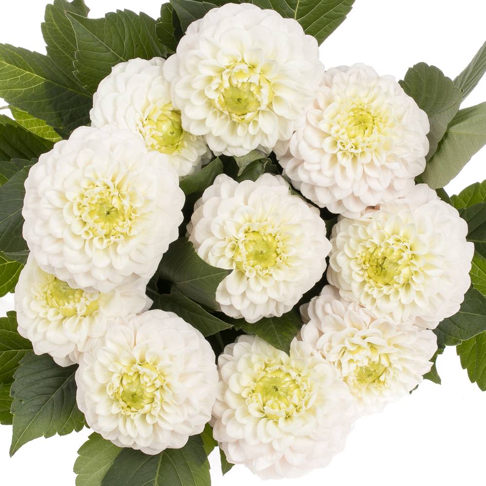 Dahlia weiss Caro 50cm