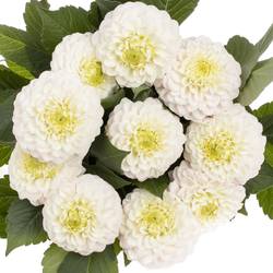 Dahlia weiss Caro 50cm