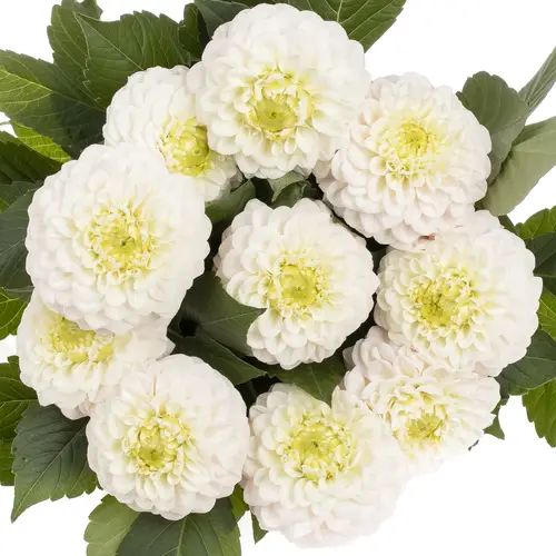 Dahlia weiss Caro 50cm