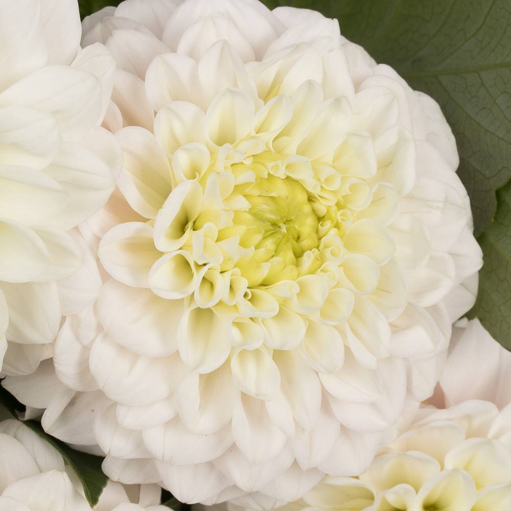 Dahlia weiss Caro 50cm