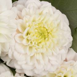 Dahlia weiss Caro 50cm