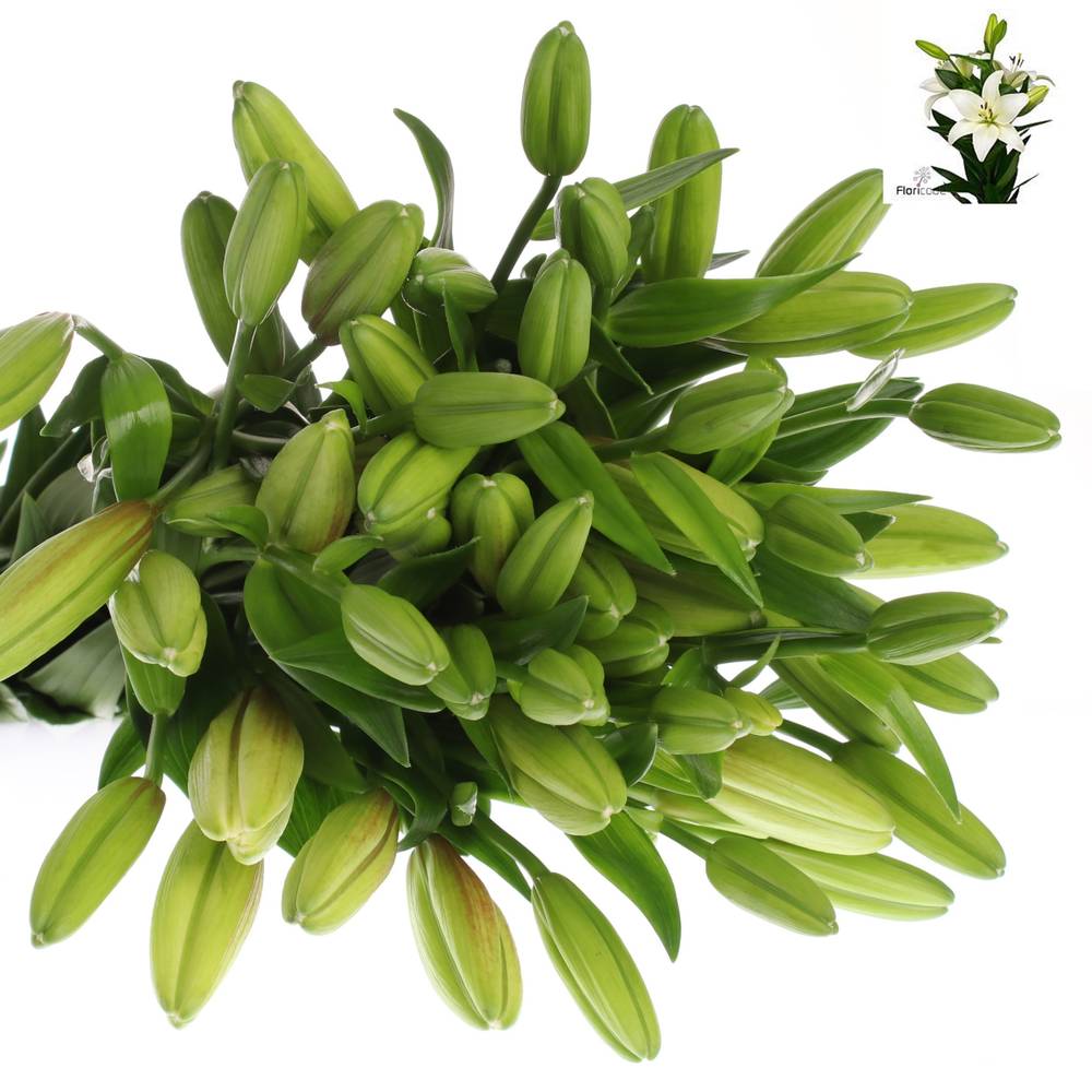 Lilie asiatisch weiss Albidona 4+Blüte 80cm