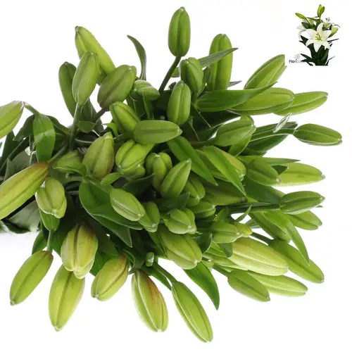 Lilie asiatisch weiss Albidona 4+Blüte 80cm