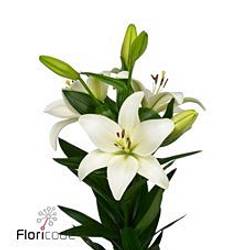 Lilie asiatisch weiss Albidona 4+Blüte 80cm
