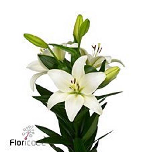 Lilie asiatisch weiss Albidona 4+Blüte 80cm