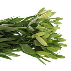 Lilie asiatisch weiss Albidona 4+Blüte 80cm