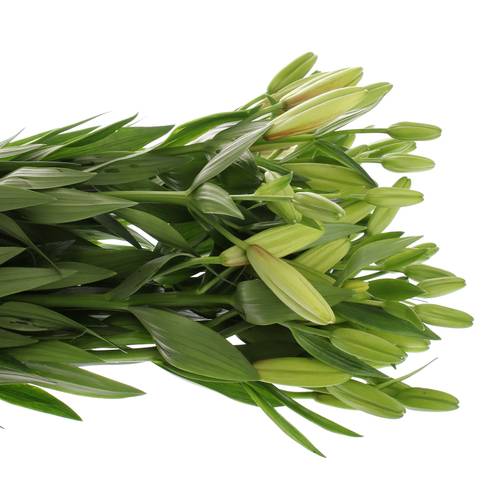 Lilie asiatisch weiss Albidona 4+Blüte 80cm