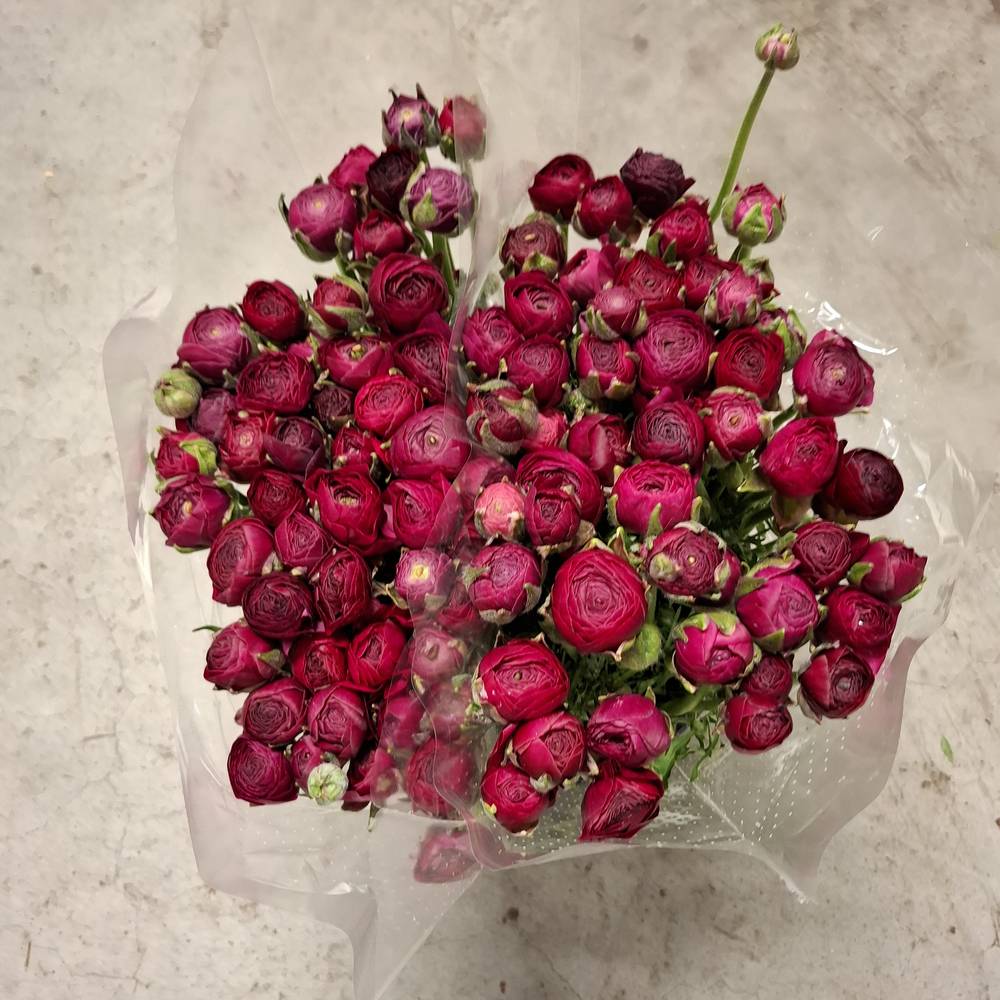 Ranunkel dunkel lila Elegance Violet 45cm x 50 Italien