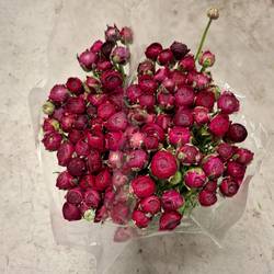 Ranunkel dunkel lila Elegance Violet 45cm x 50 Italien