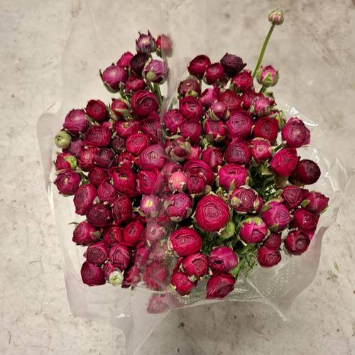 Ranunkel dunkel lila Elegance Violet 45cm x 50 Italien