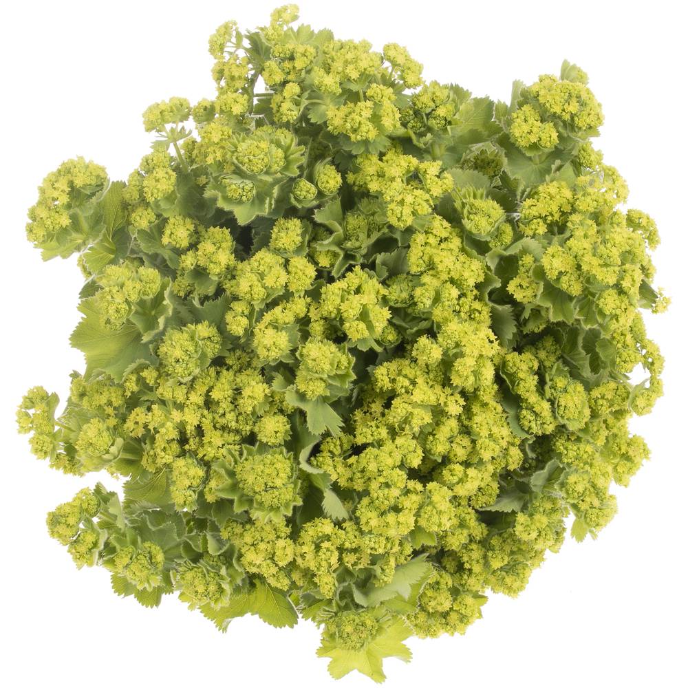 Alchemilla grün Bündel 40cm