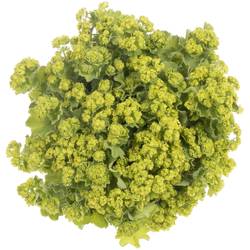 Alchemilla grün Bündel 40cm