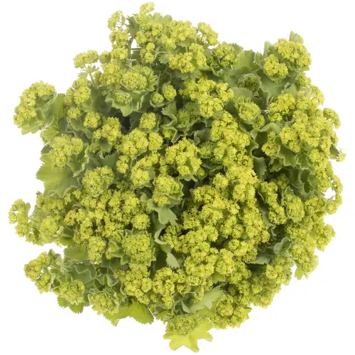 Alchemilla grün Bündel 40cm