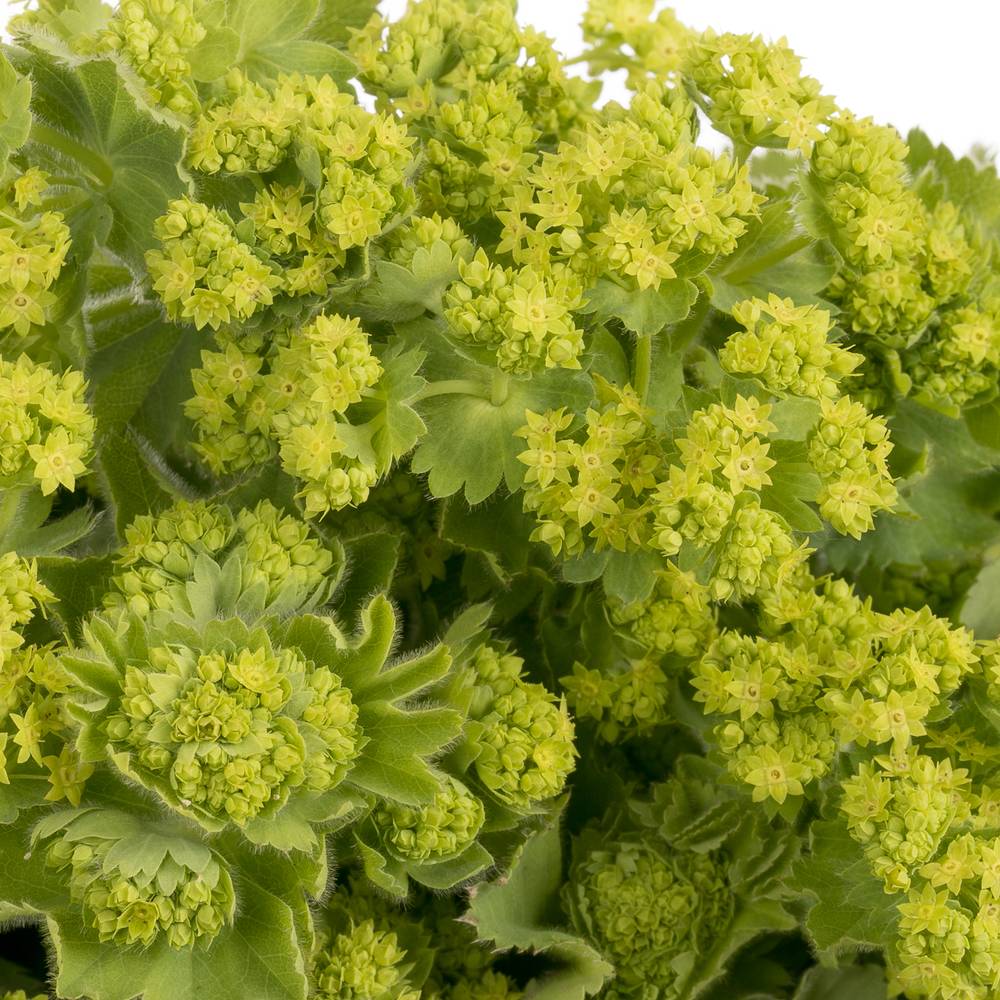 Alchemilla grün Bündel 40cm