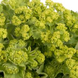 Alchemilla grün Bündel 40cm