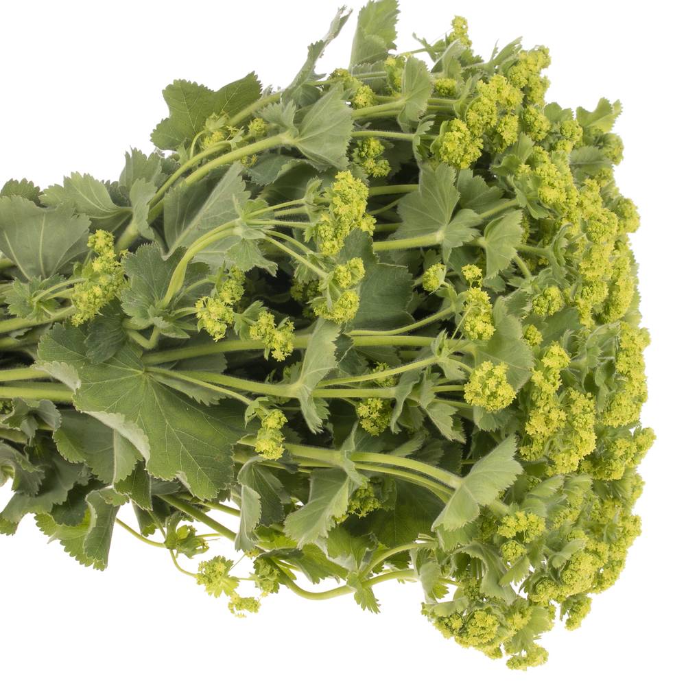 Alchemilla grün Bündel 40cm