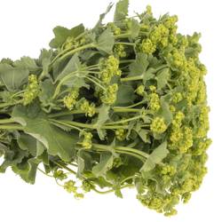 Alchemilla grün Bündel 40cm
