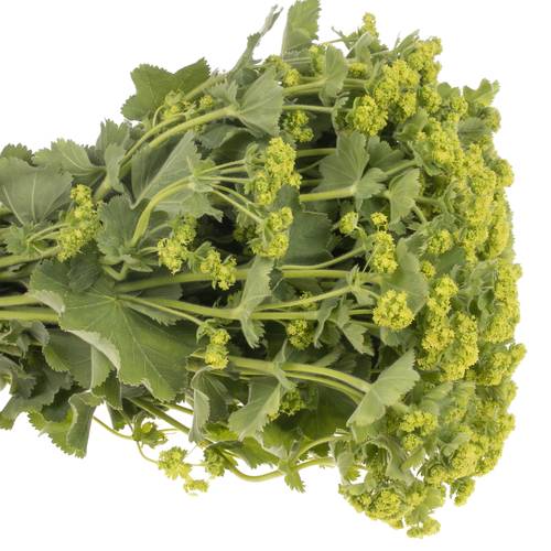 Alchemilla grün Bündel 40cm