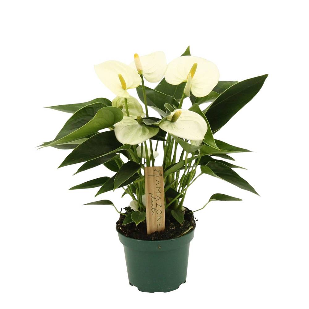 Anthurium weiss Schnapch. von Uhr T09 H025