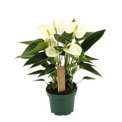 Anthurium weiss Schnapch. von Uhr T09 H025