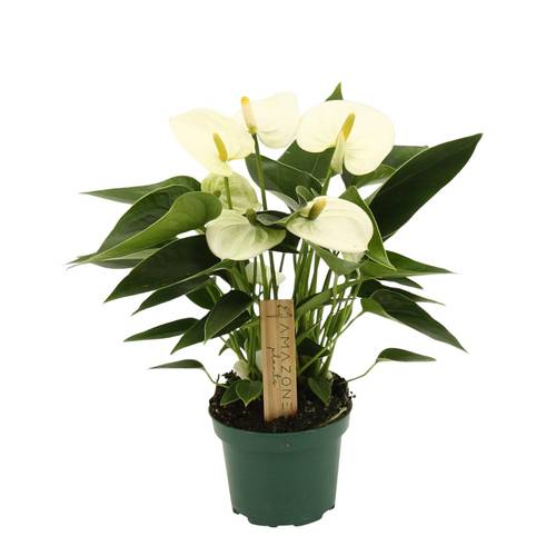 Anthurium weiss Schnapch. von Uhr T09 H025