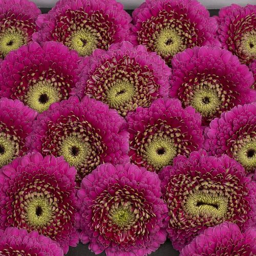 Germini lila Pomponi  Japio