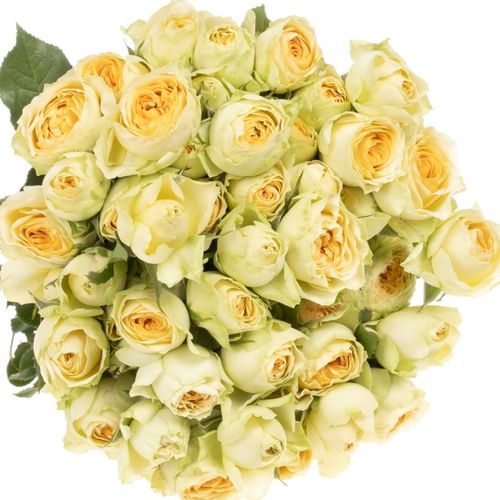 Rose verzweigt creme Bandolero NL 6+Blüte 70cm