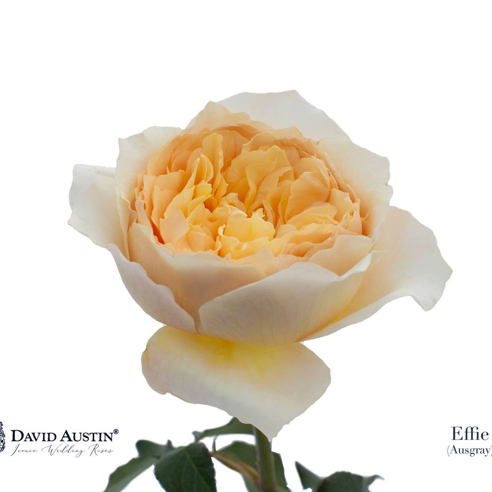 Rose apricot David Austin Effie 50cm