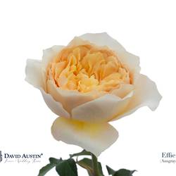 Rose apricot David Austin Effie 50cm