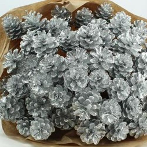Trocken Zapfen Silber 55cm 40st