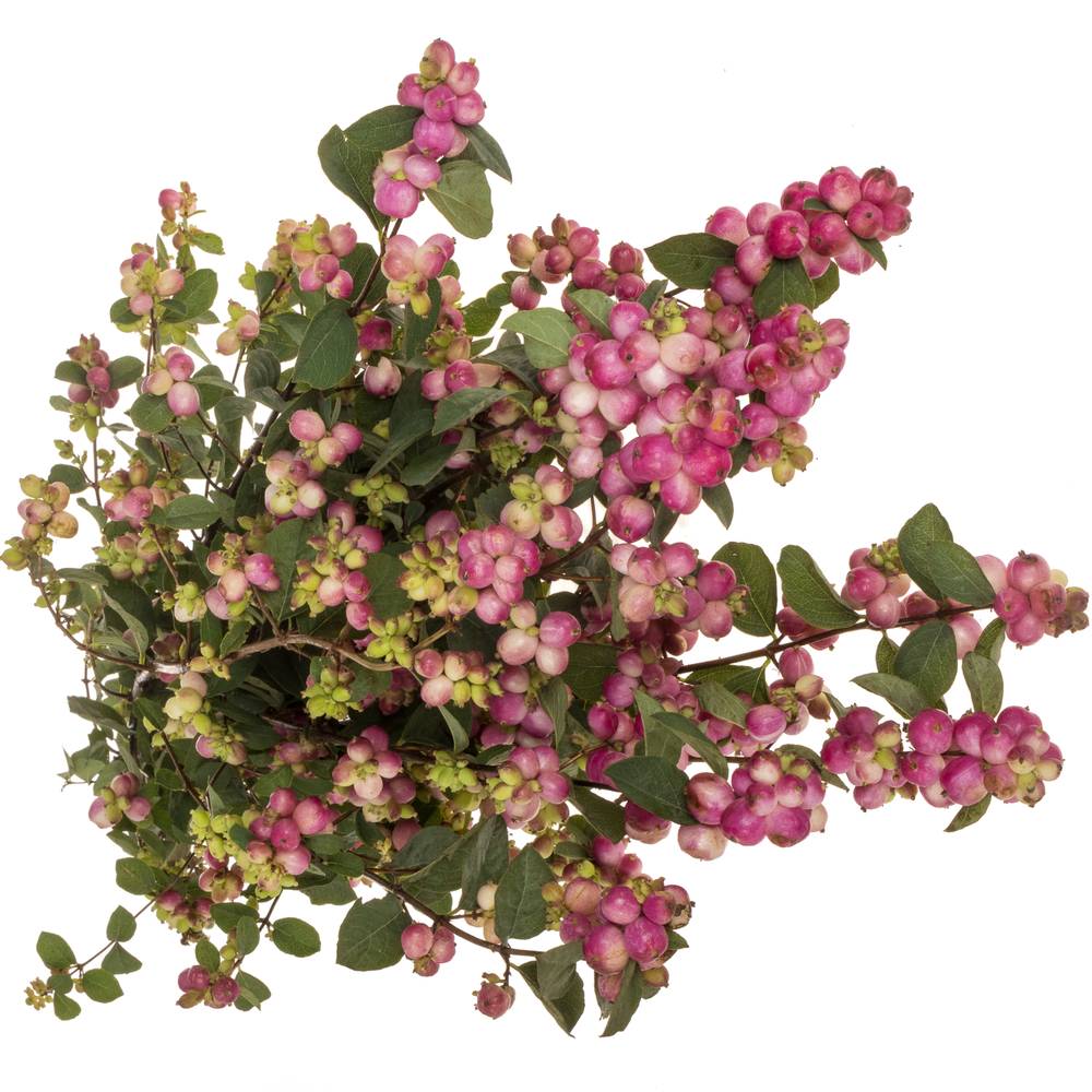 Schneebeere dunkel rosa Treasure 80cm