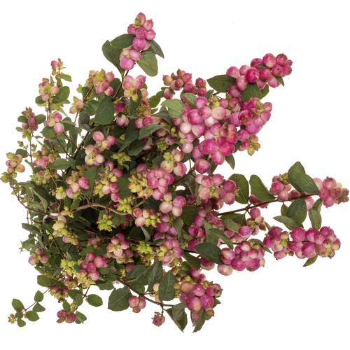 Schneebeere dunkel rosa Treasure 80cm