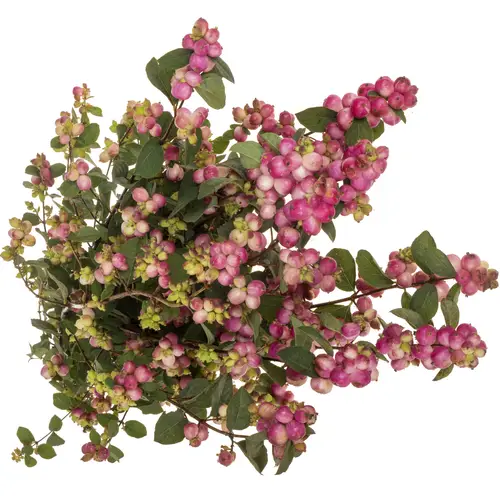 Schneebeere dunkel rosa Treasure 80cm