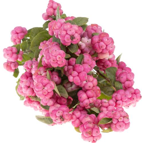 Schneebeere dunkel rosa Treasure 70cm