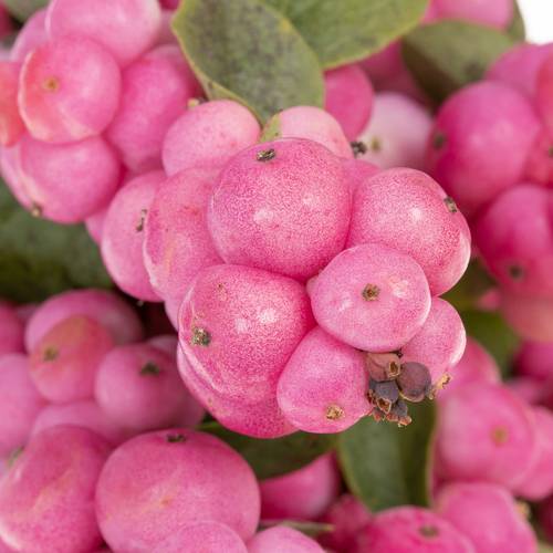 Schneebeere dunkel rosa Treasure 70cm
